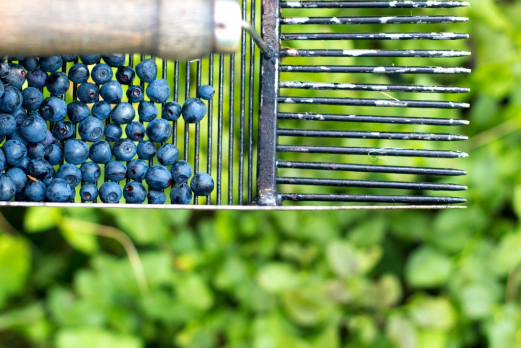 Blaubeeren-1