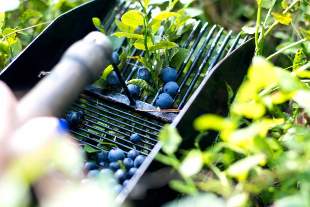 Blaubeeren-13