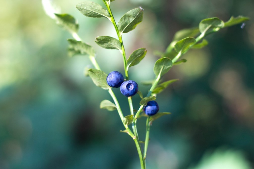 Blaubeeren-23