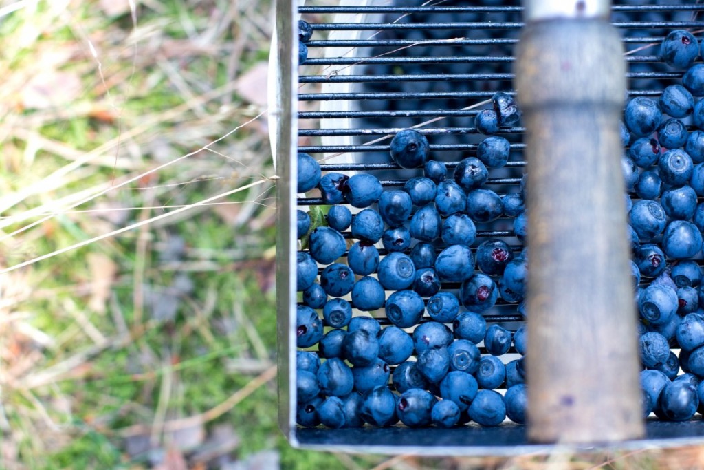 Blaubeeren-4