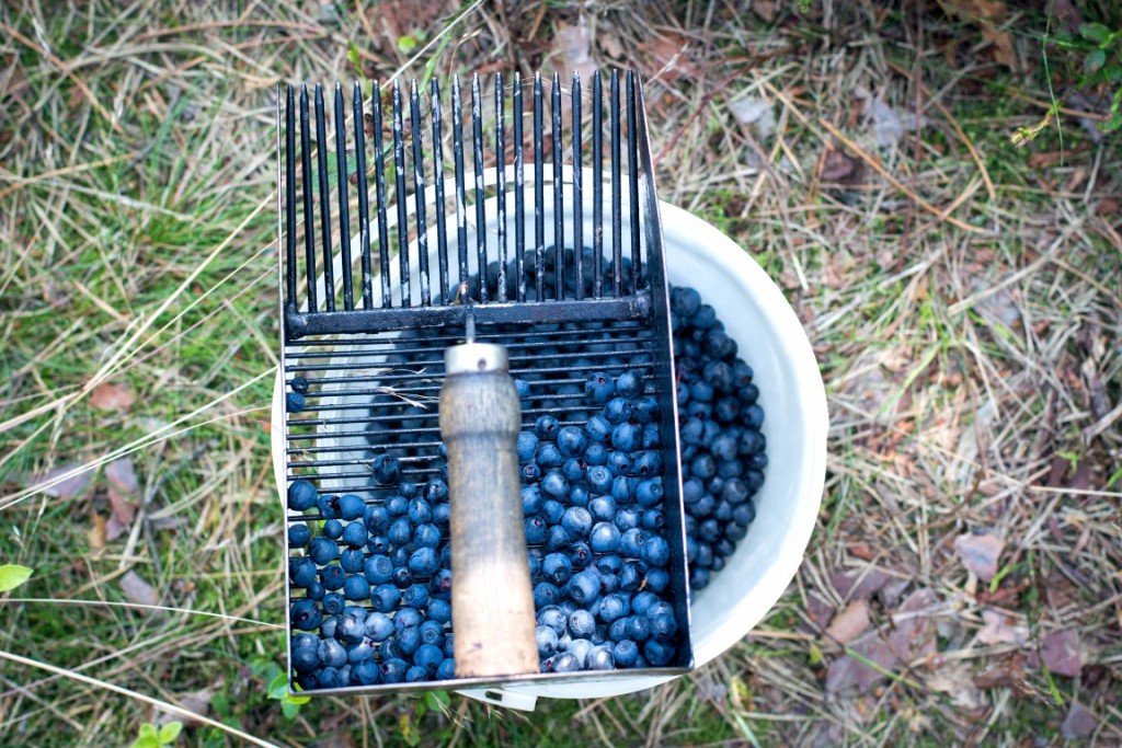 Blaubeeren-5