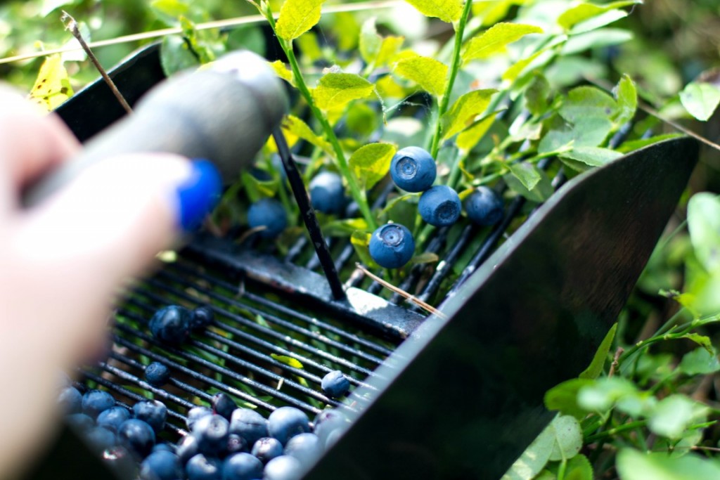 Blaubeeren-8