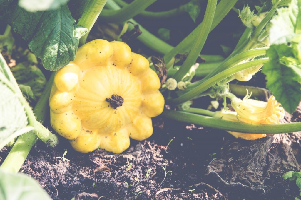 Kürbis-Patison-Gebraten-1