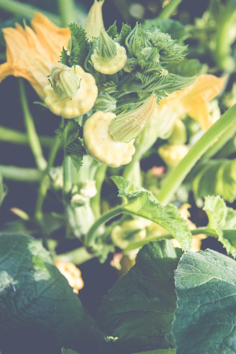 Kürbis-Patison-Gebraten-2