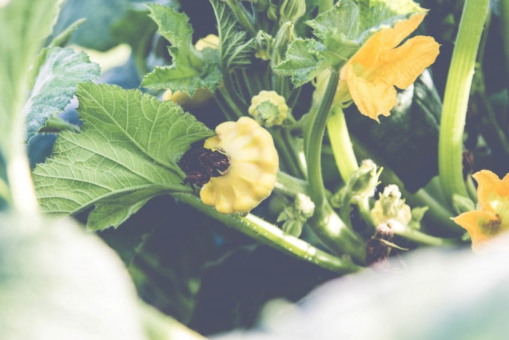 Kürbis-Patison-Gebraten-3