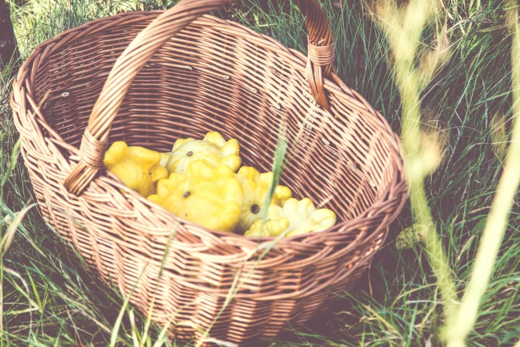 Kürbis-Patison-Gebraten-6