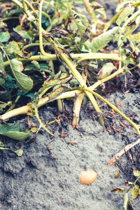 Rezept-Hasselback-Kartoffeln-aus-dem-Backofen-1