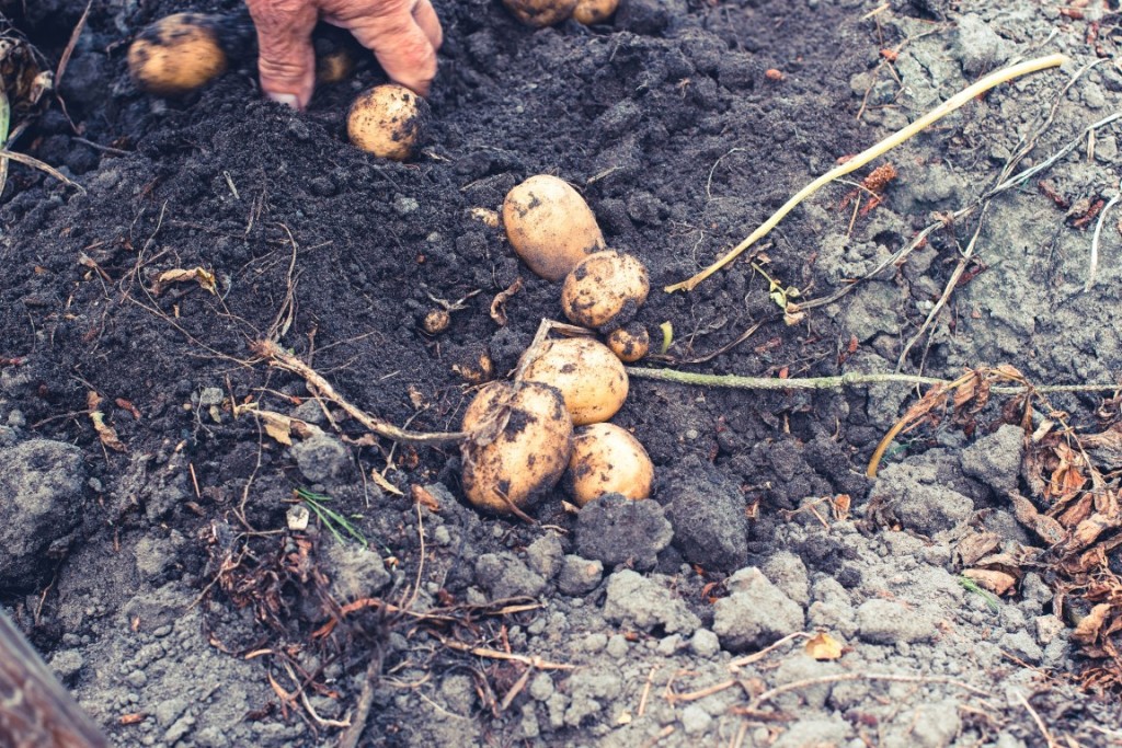 Rezept-Hasselback-Kartoffeln-aus-dem-Backofen-5