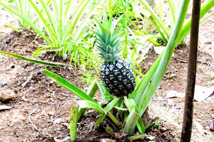 Ananas-Exotische-Früchte-in-Thailand-18-Sorten-die-man-probieren-muss-41