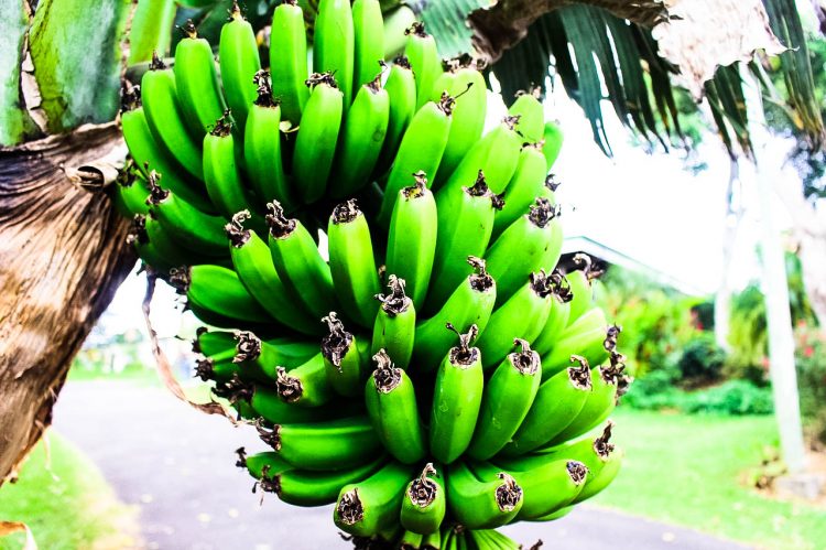 Bananen-Exotische-Früchte-in-Thailand-18-Sorten-die-man-probieren-muss-49