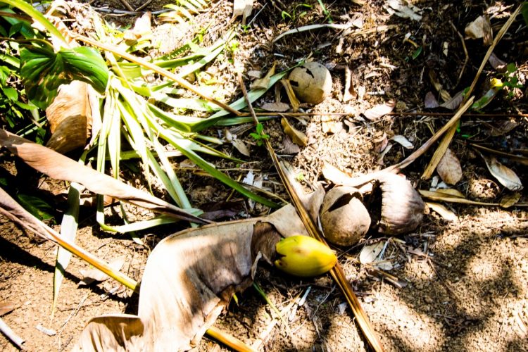 Exotische-Früchte-in-Thailand-18-Sorten-die-man-probieren-muss-21