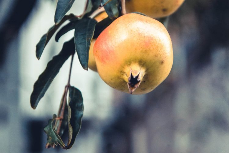 Granatapfel-Exotische-Früchte-in-Thailand-18-Sorten-die-man-probieren-muss-83a