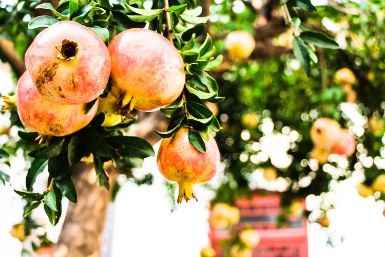 Granatapfel-Exotische-Früchte-in-Thailand-18-Sorten-die-man-probieren-muss-83d