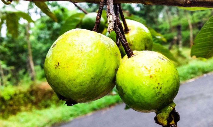 Guava-Exotische-Früchte-in-Thailand-18-Sorten-die-man-probieren-muss-83