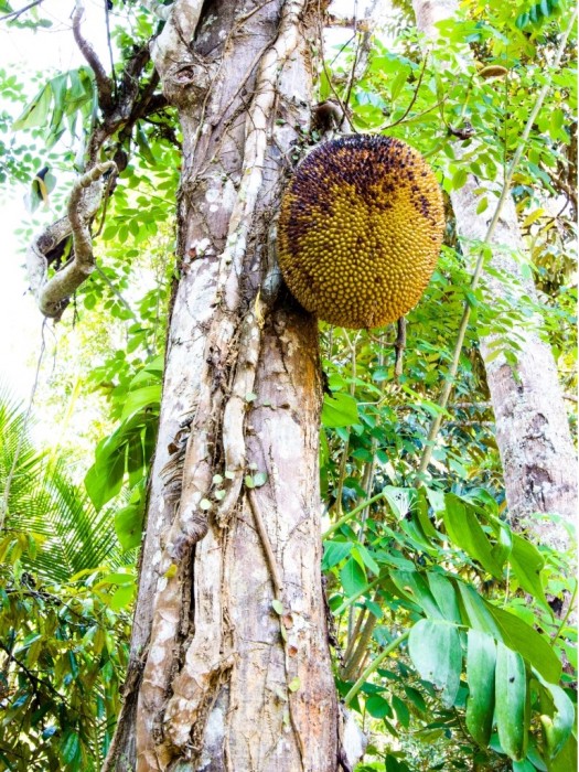 Jackfrucht-Exotische-Früchte-in-Thailand-18-Sorten-die-man-probieren-muss-23a