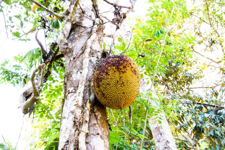 Jackfrucht-Exotische-Früchte-in-Thailand-18-Sorten-die-man-probieren-muss-24