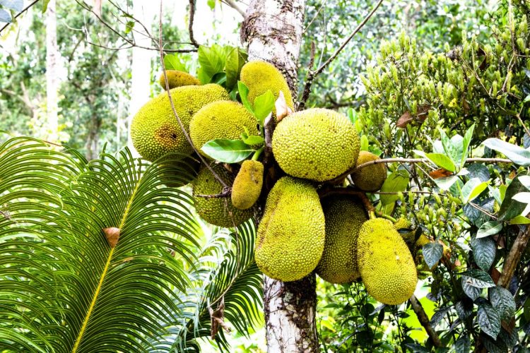 Jackfrucht-Exotische-Früchte-in-Thailand-18-Sorten-die-man-probieren-muss-29