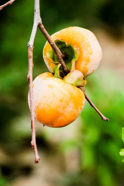 Kaki-Exotische-Früchte-in-Thailand-18-Sorten-die-man-probieren-muss-83