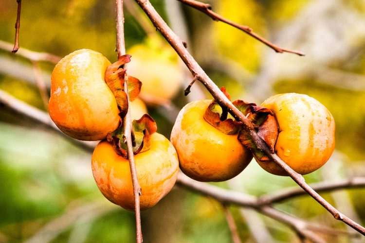 Kaki-Exotische-Früchte-in-Thailand-18-Sorten-die-man-probieren-muss-85