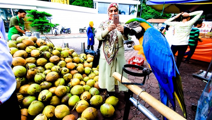 Kokosnuss-Exotische-Früchte-in-Thailand-18-Sorten-die-man-probieren-muss-62