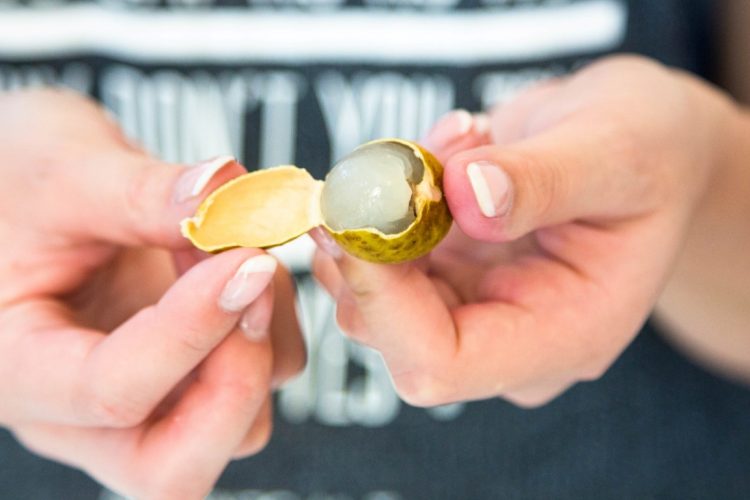 Longan-Exotische-Früchte-in-Thailand-18-Sorten-die-man-probieren-muss-86