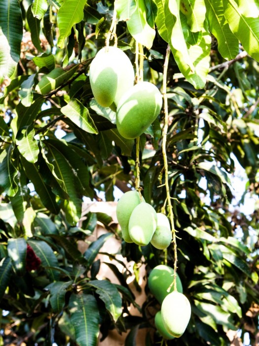 Mango-Exotische-Früchte-in-Thailand-18-Sorten-die-man-probieren-muss-53b