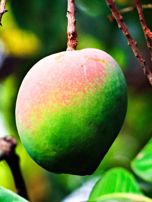 Mango-Exotische-Früchte-in-Thailand-18-Sorten-die-man-probieren-muss-54