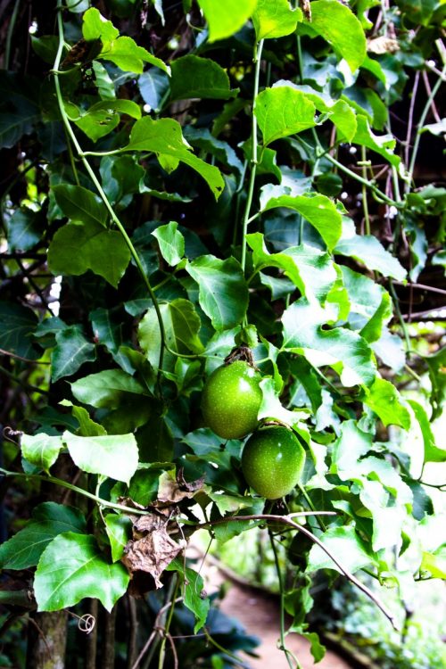 Maracuja-Exotische-Früchte-in-Thailand-18-Sorten-die-man-probieren-muss-37