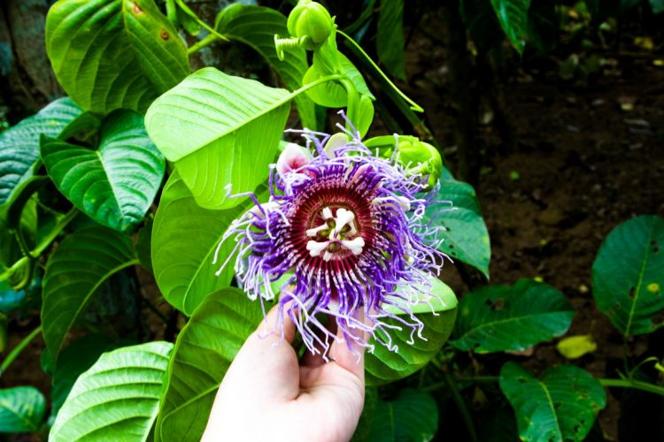 Maracujablüte-Exotische-Früchte-in-Thailand-18-Sorten-die-man-probieren-muss-28