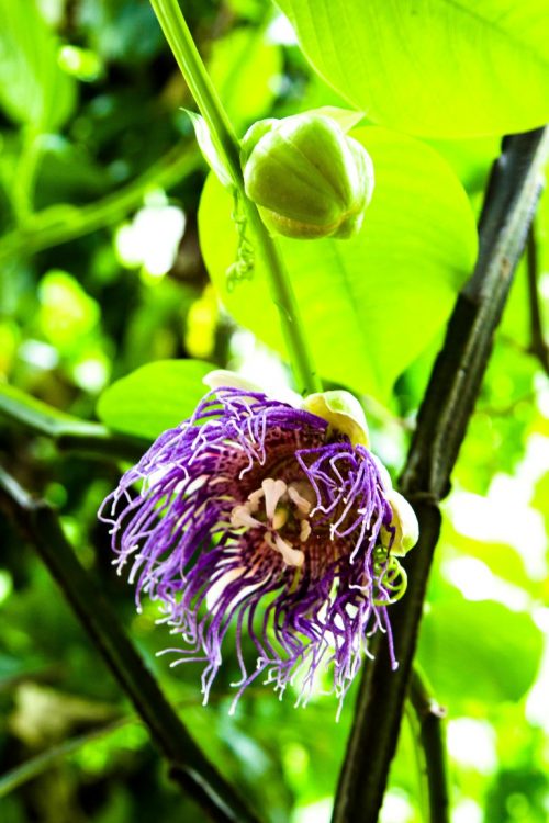 Maracujablüte-Exotische-Früchte-in-Thailand-18-Sorten-die-man-probieren-muss-39