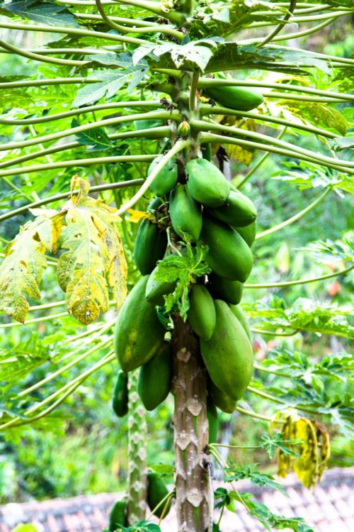Papaya-Exotische-Früchte-in-Thailand-18-Sorten-die-man-probieren-muss-31