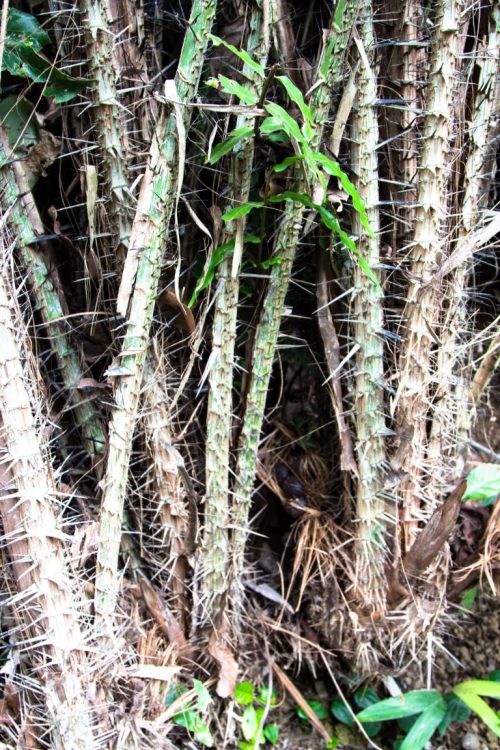 Salak-Schlangenfrucht-Exotische-Früchte-in-Thailand-18-Sorten-die-man-probieren-muss-78