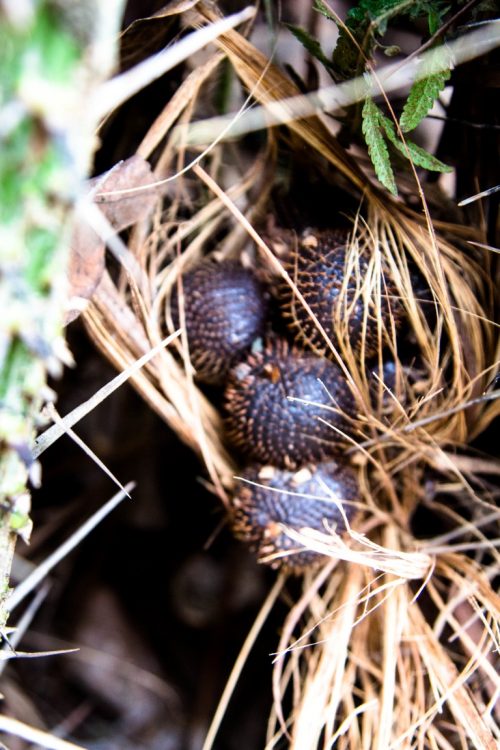 Salak-Schlangenfrucht-Exotische-Früchte-in-Thailand-18-Sorten-die-man-probieren-muss-79