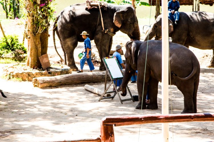 Thai-Elephant-Conservation-Center-Lampang-Elefantendorf-Thailand-01