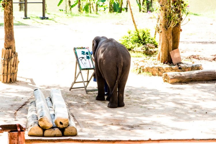 Thai-Elephant-Conservation-Center-Lampang-Elefantendorf-Thailand-02
