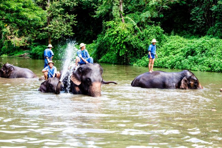 Thai-Elephant-Conservation-Center-Lampang-Elefantendorf-Thailand-14