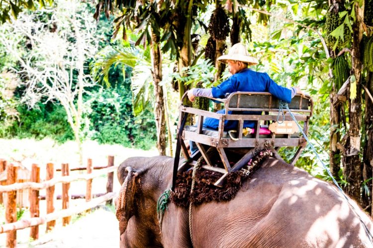Thai-Elephant-Conservation-Center-Lampang-Elefantendorf-Thailand-20