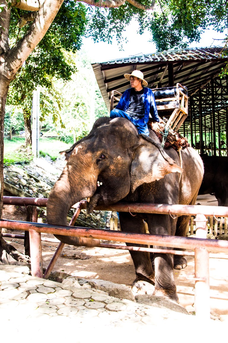 Thai-Elephant-Conservation-Center-Lampang-Elefantendorf-Thailand-27