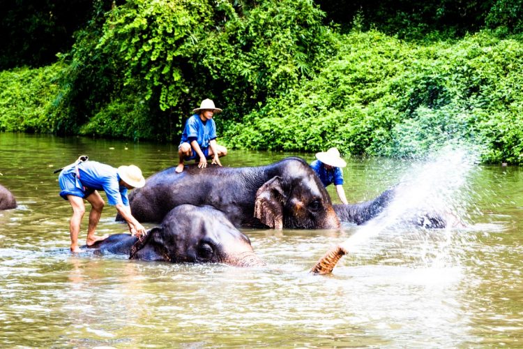 Thai-Elephant-Conservation-Center-Lampang-Elefantendorf-Thailand-37