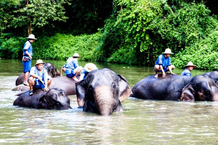 Thai-Elephant-Conservation-Center-Lampang-Elefantendorf-Thailand-38