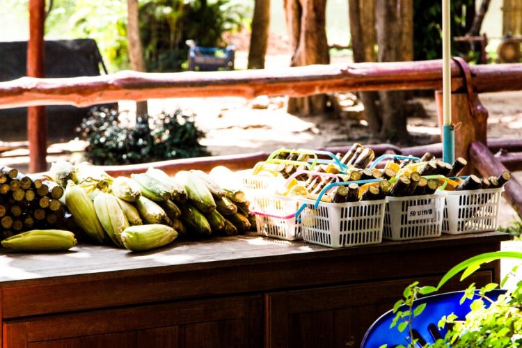 Thai-Elephant-Conservation-Center-Lampang-Elefantendorf-Thailand-42