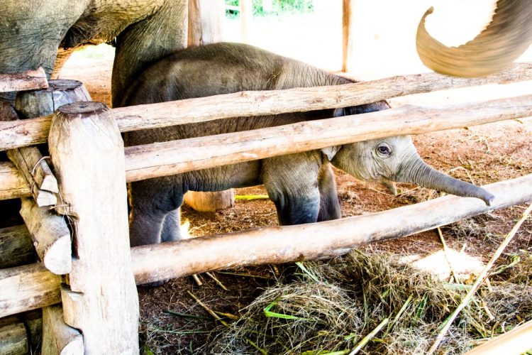 Thai-Elephant-Conservation-Center-Lampang-Elefantendorf-Thailand-46