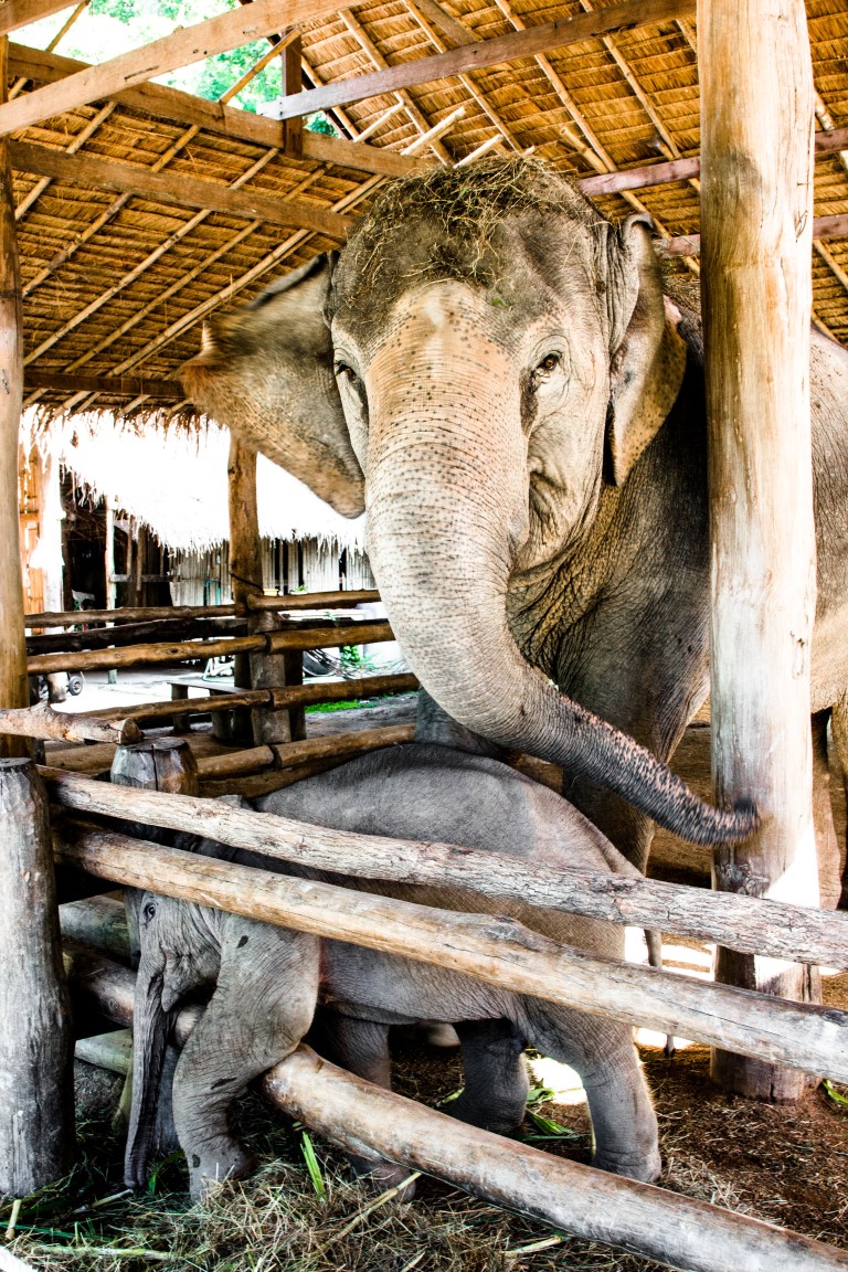 Thai-Elephant-Conservation-Center-Lampang-Elefantendorf-Thailand-47