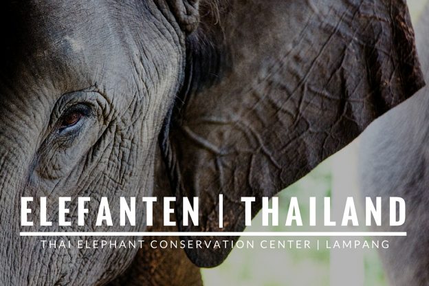 Elefanten in Thailand | Thai Elephant Conservation Center, Lampang.